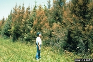 Stand of spruce showing injury from yellowheaded spruce sawfly