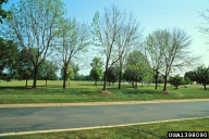 Dying or dead landscape trees affected by emerald ash borer