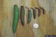 The length of dead infested cones can vary greatly