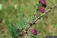 Larvae of larch sawfly