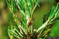 Mature larva of jack pine budworm