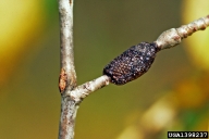 Eggs of forest tent caterpillar