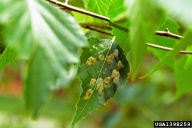 Small mines of birch leafminer, showing young larvae feeding in separate mines