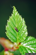 Adult of birch leafminer on young birch leaf