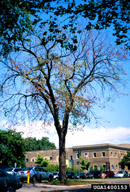 American elms dying of Dutch elm disease