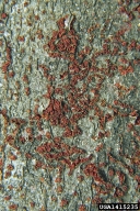 Orange fruiting bodies on beech bark