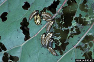 Close up of damage to leaf from group of feeding larvae