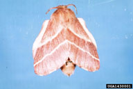 Adult of eastern tent caterpillar