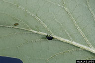 Adults of yellow-poplar weevil on leaf