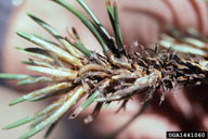 Larvae of the sugar pine tortrix