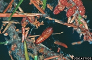 Pupa of jack pine budworm, in area webbed by larvae