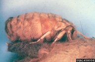 Wingless female adult of whitemarked tussock moth