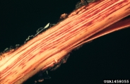 Two views of the streaking and discoloration of the vascular tissue in elms infected with Dutch elm disease