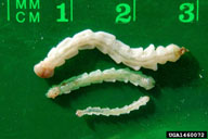 Feeding stage larvae of emerald ash borer: second, third and 4th instar