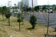 Dying or dead landscape trees affected by emerald ash borer