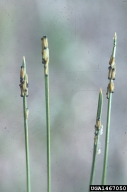 Young larvae of pine butterfly