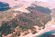 Views of spruce trees killed by spruce beetle, at various physical scales