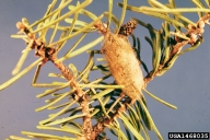 Cocoons of Douglas-fir tussock moth