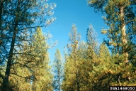 Feeding damage of pine butterfly on ponderosa pines