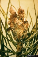 Cast pupal skin from damaged leader