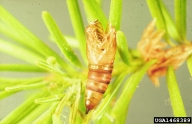 Cast pupal skin of spruce budworm