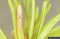 Needle mining damage caused by young larva of spruce budworm