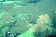 Aerial view of area defoliated by jack pine budworm