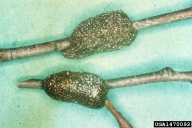 Egg masses of eastern tent caterpillar 