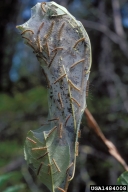 Feeding and webs of fall webworm