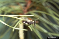 Adult male of Virginia pine sawfly