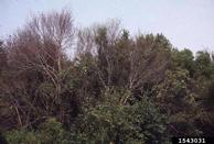 Defoliated elms fed on by larger elm leaf beetle