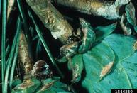 A female beetle can be seen initiating an attack at the base of a white pine cone where the cone stalk enters the cone