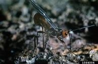 Braconid parasitoid ovipositing through shaved Douglas-fir bark onto Douglas-fir beetle larvae.