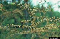 Branch showing yellow foliage that has been partly consumed by larch casebearer