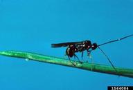 The braconid which is one of two key species giving successful biological control of larch casebearer in North America.