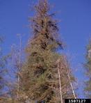 Defoliation of a western hemlock stand by western hemlock looper