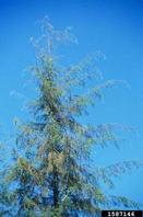 Feeding damage (thin foliage) of hemlock sawfly on western hemlock