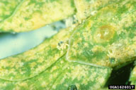 Close up of chlorotic spotting causing by spruce spider mite feeding
