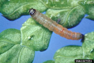 Mature larvae of arborvitae leafminer, removed from mine