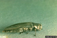 Adult bronze birch borer