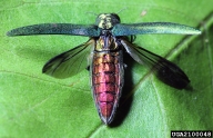 Adults of emerald ash borer