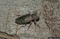 Adult of the flatheaded apple tree borer