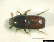 Adult of smaller European elm bark beetle