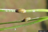 The needle form female with settled crawlers