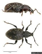 Adults of black vine weevil are flightless (wing covers do not open) and nocturnal.