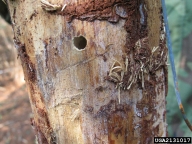 Exit hole of Japanese pine sawyer