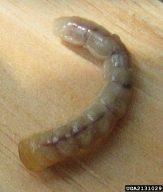 Larva of Japanese pine sawyer
