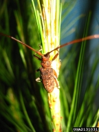 Adult of Japanese pine sawyer, also showing adult feeding on needles