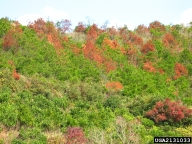 Mason pine in China killed by Japanese pine sawyer