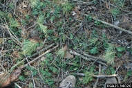 Fallen branches caused by adult feeding